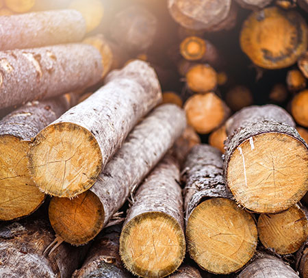 Façonnage d'arbre près de Maubeuge et Valenciennes